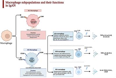 The role of mononuclear phagocyte system in IgA nephropathy: pathogenesis and prognosis